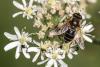 Eristalis nemorum